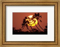 Framed Sunrise behind silhouetted trees, Kenya, Africa