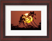 Framed Sunrise behind silhouetted trees, Kenya, Africa