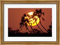 Framed Sunrise behind silhouetted trees, Kenya, Africa