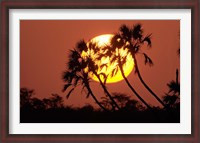 Framed Sunrise behind silhouetted trees, Kenya, Africa