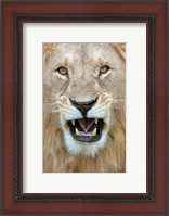 Framed Close-up of a lion (Panthera leo) yawning, Masai Mara National Reserve, Kenya