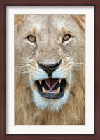 Framed Close-up of a lion (Panthera leo) yawning, Masai Mara National Reserve, Kenya