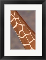 Framed Reticulated giraffe (Giraffa camelopardalis reticulata) neck, Samburu National Park, Rift Valley Province, Kenya