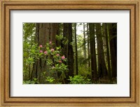 Framed Redwood trees and rhododendron flowers in a forest, Del Norte Coast Redwoods State Park, Del Norte County, California, USA