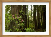 Framed Redwood trees and rhododendron flowers in a forest, Del Norte Coast Redwoods State Park, Del Norte County, California, USA