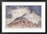Framed Leopard (Panthera pardus) yawning on a termite mound, Kenya