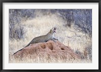 Framed Leopard (Panthera pardus) yawning on a termite mound, Kenya