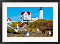 Framed Seagulls at Nubble Lighthouse, Cape Neddick, York, Maine, USA