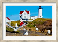 Framed Seagulls at Nubble Lighthouse, Cape Neddick, York, Maine, USA