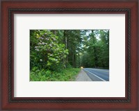 Framed Redwood trees and Rhododendron flowers in a forest, U.S. Route 199, Del Norte County, California, USA