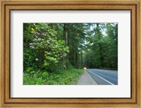 Framed Redwood trees and Rhododendron flowers in a forest, U.S. Route 199, Del Norte County, California, USA