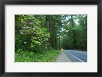 Framed Redwood trees and Rhododendron flowers in a forest, U.S. Route 199, Del Norte County, California, USA