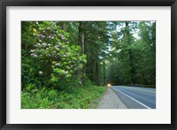 Framed Redwood trees and Rhododendron flowers in a forest, U.S. Route 199, Del Norte County, California, USA