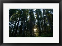 Framed Redwood trees in a forest, Del Norte Coast Redwoods State Park, Del Norte County, California, USA