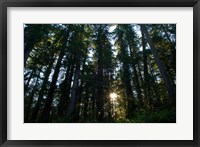 Framed Redwood trees in a forest, Del Norte Coast Redwoods State Park, Del Norte County, California, USA