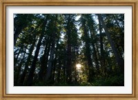 Framed Redwood trees in a forest, Del Norte Coast Redwoods State Park, Del Norte County, California, USA