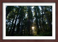 Framed Redwood trees in a forest, Del Norte Coast Redwoods State Park, Del Norte County, California, USA