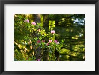 Framed Rhododendron flowers in a forest, Del Norte Coast Redwoods State Park, Del Norte County, California, USA
