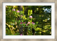 Framed Rhododendron flowers in a forest, Del Norte Coast Redwoods State Park, Del Norte County, California, USA
