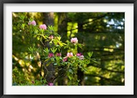 Framed Rhododendron flowers in a forest, Del Norte Coast Redwoods State Park, Del Norte County, California, USA