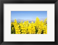 Framed Yellow lupines in a field, Del Norte County, California, USA