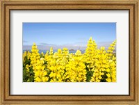 Framed Yellow lupines in a field, Del Norte County, California, USA