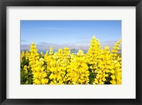 Framed Yellow lupines in a field, Del Norte County, California, USA