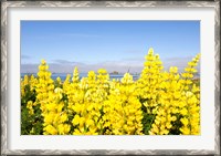 Framed Yellow lupines in a field, Del Norte County, California, USA