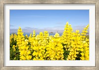 Framed Yellow lupines in a field, Del Norte County, California, USA