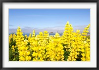 Framed Yellow lupines in a field, Del Norte County, California, USA