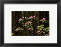 Framed Rhododendron Flowers and Redwood Trees in a Forest, Del Norte Coast Redwoods State Park, Del Norte County, California, USA