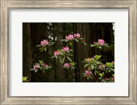 Framed Rhododendron Flowers and Redwood Trees in a Forest, Del Norte Coast Redwoods State Park, Del Norte County, California, USA