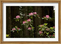 Framed Rhododendron Flowers and Redwood Trees in a Forest, Del Norte Coast Redwoods State Park, Del Norte County, California, USA