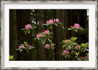 Framed Rhododendron Flowers and Redwood Trees in a Forest, Del Norte Coast Redwoods State Park, Del Norte County, California, USA