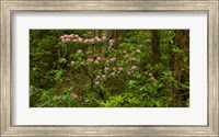 Framed Del Norte Coast Redwoods State Park, Del Norte County, California