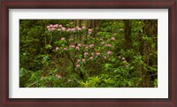 Framed Del Norte Coast Redwoods State Park, Del Norte County, California