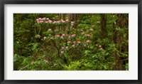 Framed Del Norte Coast Redwoods State Park, Del Norte County, California