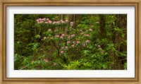 Framed Del Norte Coast Redwoods State Park, Del Norte County, California