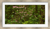 Framed Del Norte Coast Redwoods State Park, Del Norte County, California