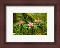 Framed Rhododendron flowers in a forest, Jedediah Smith Redwoods State Park, Crescent City, Del Norte County, California, USA