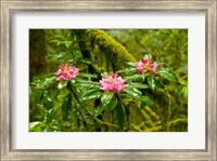 Framed Rhododendron flowers in a forest, Jedediah Smith Redwoods State Park, Crescent City, Del Norte County, California, USA