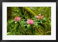 Framed Rhododendron flowers in a forest, Jedediah Smith Redwoods State Park, Crescent City, Del Norte County, California, USA