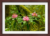 Framed Rhododendron flowers in a forest, Jedediah Smith Redwoods State Park, Crescent City, Del Norte County, California, USA