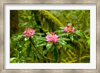 Framed Rhododendron flowers in a forest, Jedediah Smith Redwoods State Park, Crescent City, Del Norte County, California, USA