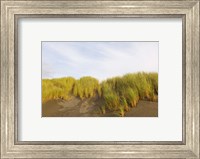 Framed Beach grass on sand, Pistol River State Scenic Viewpoint, Oregon, USA