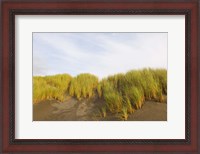 Framed Beach grass on sand, Pistol River State Scenic Viewpoint, Oregon, USA