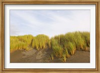 Framed Beach grass on sand, Pistol River State Scenic Viewpoint, Oregon, USA