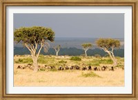 Framed Masai Mara National Reserve, Kenya