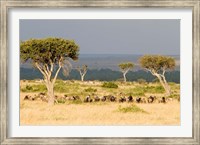Framed Masai Mara National Reserve, Kenya