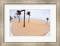 Framed Palm trees on the beach, Fort Lauderdale, Broward County, Florida, USA